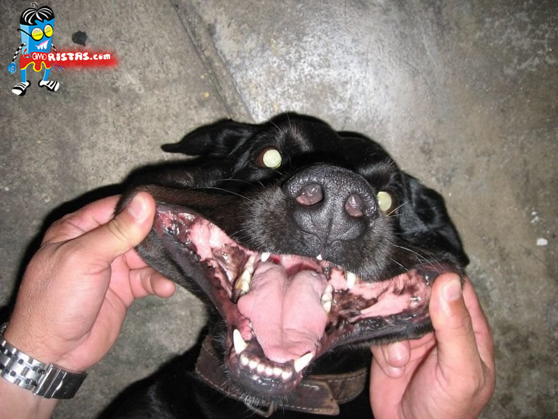 [sorria.jpg]