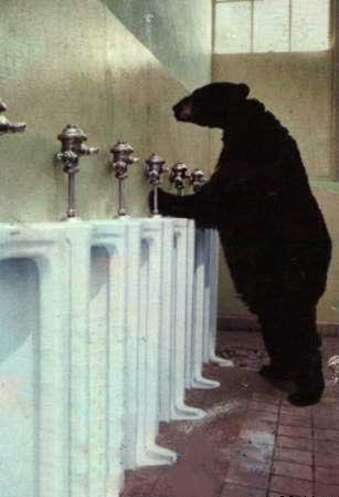 [urso-no-banhiero.jpg]