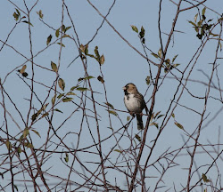 metaphor for birds flying 7