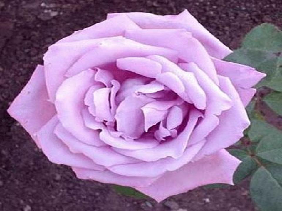 [Presentación1OKROSA.jpg]