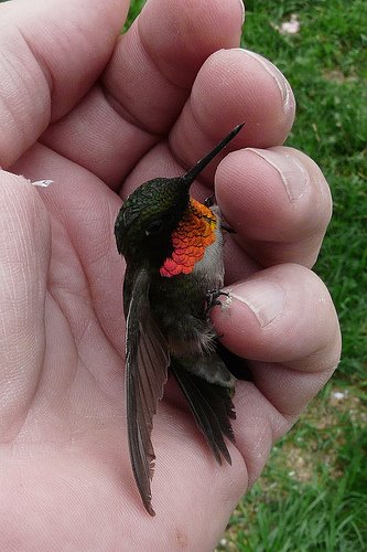 [histórias+com+pássaros.jpg]