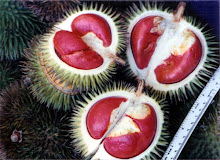 Red-Fleshed Durian/Merahan/Tabelak