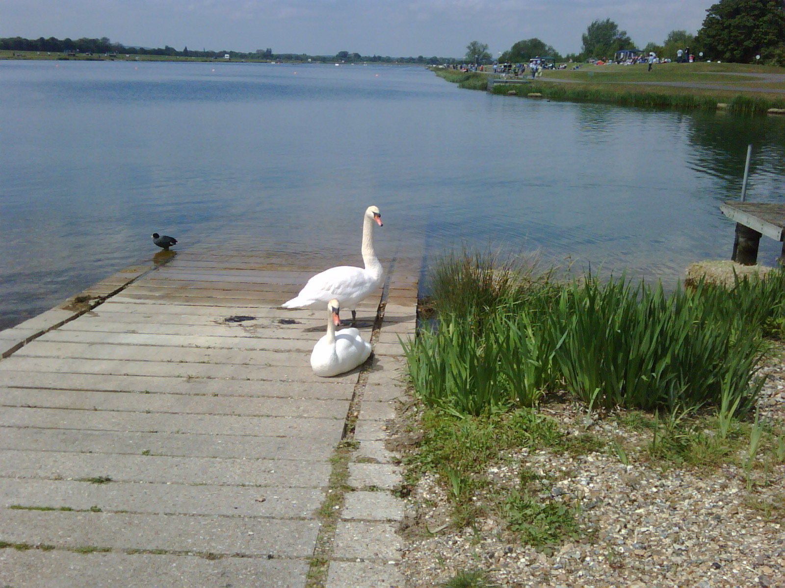 [dorney+lake+swans.jpg]
