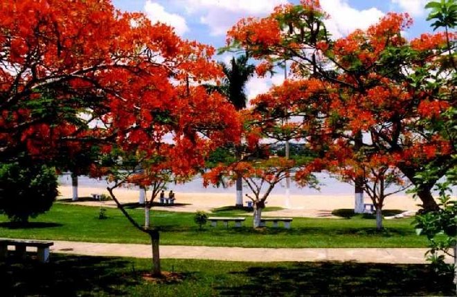 É Primavera em Lagoa da Prata - Minas...