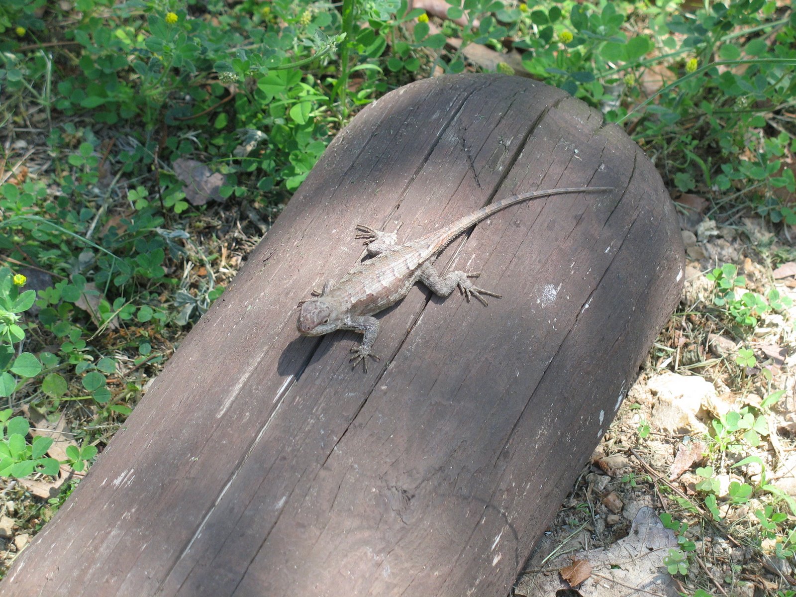 [Eastern+Fence+Lizard.JPG]