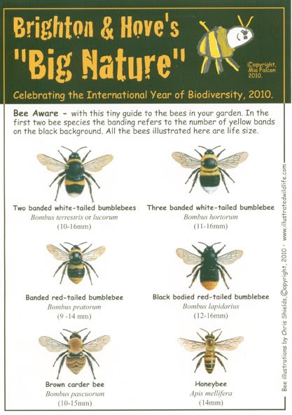 West Pier Words Like Bees To Honey Encore Pour De La Bonne Chance