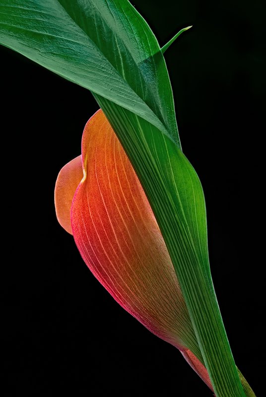 9077074.jpg (536×800)