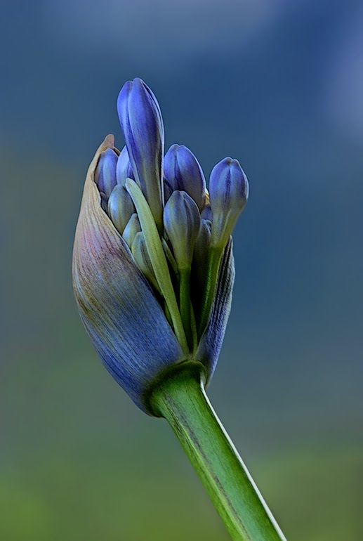 8550718.jpg (517×770)