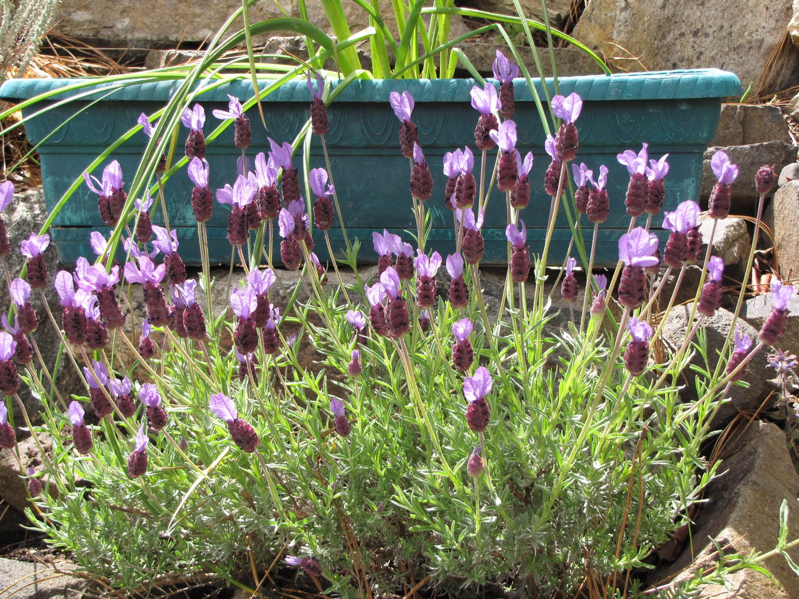 Sandee's Ramblins Spanish Lavender