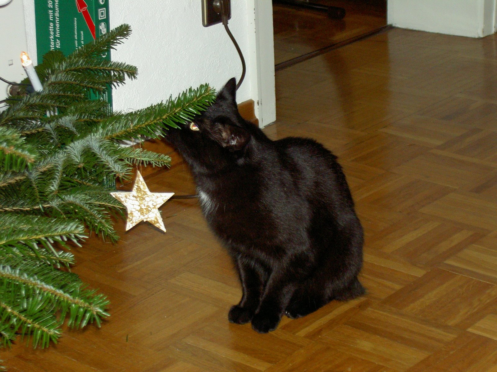 [Friedhelm+kuusen+kimpussa.JPG]