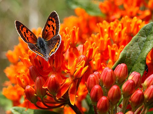 American Copper Butterfly