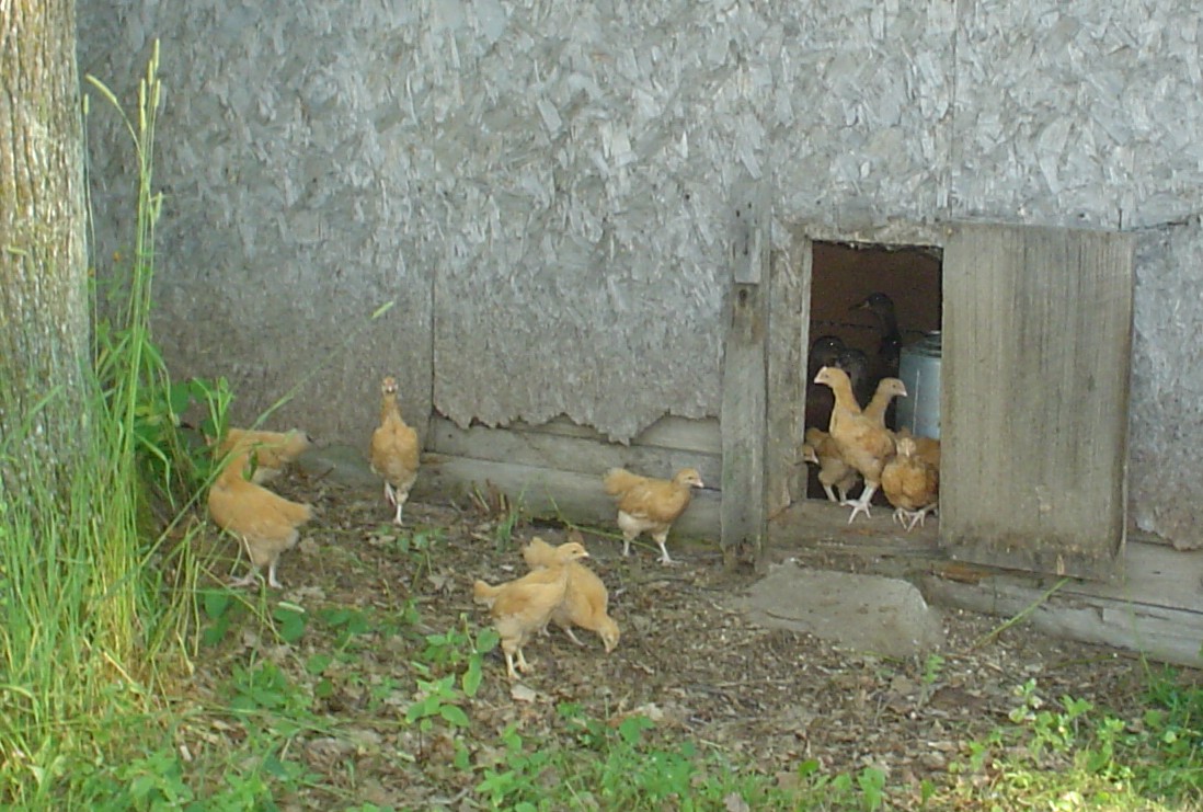 [chicks+outside.JPG]