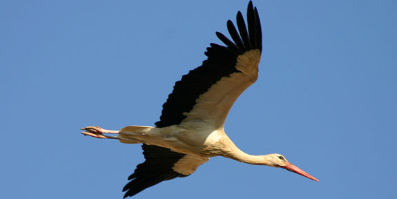 [Parque+Nacional+MonfragÃ¼e_CigÃ¼eÃ±a.jpg]