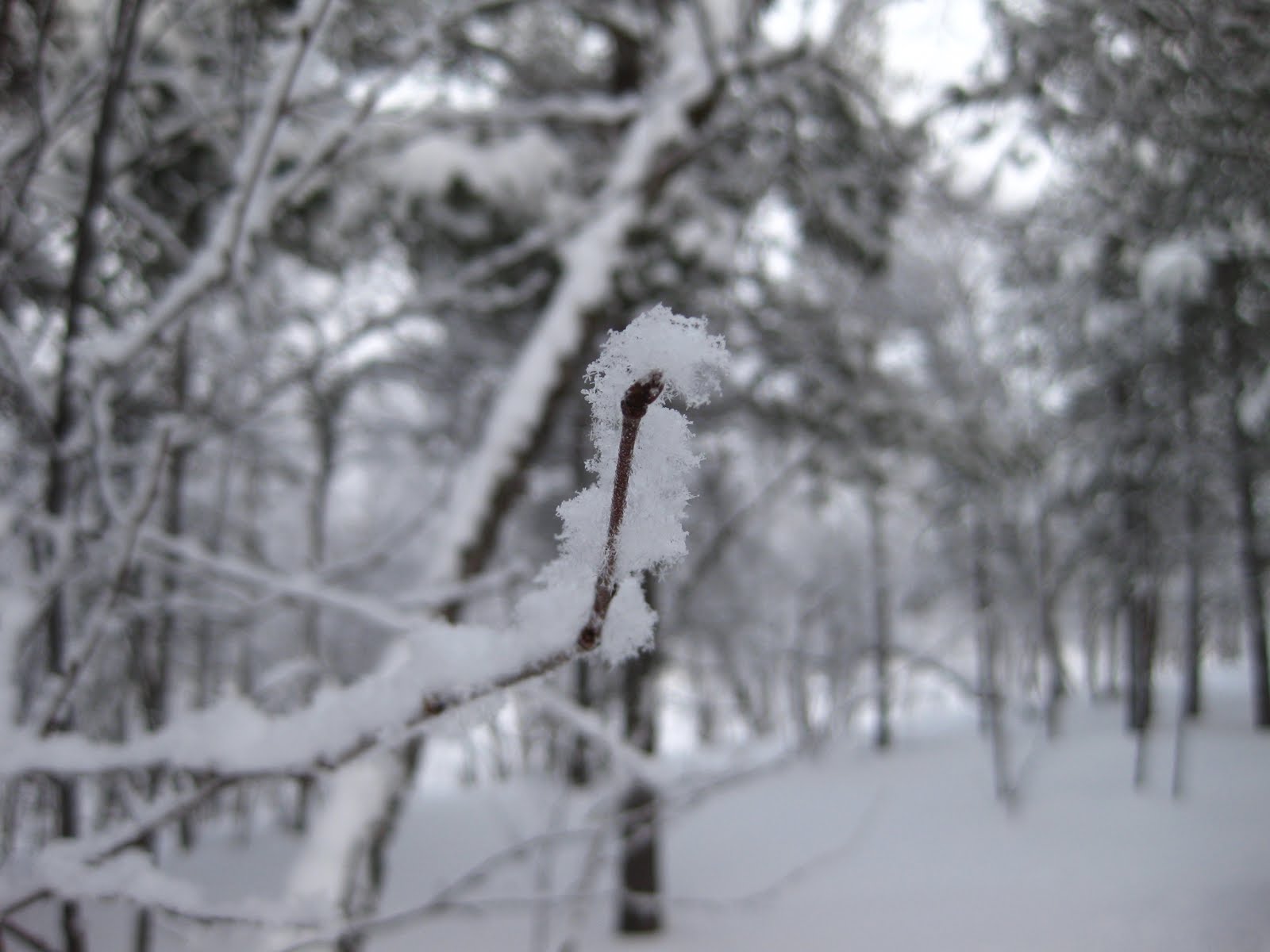 EL ÚLTIMO DE LA FINLAND: Capítulo 22.1: En LAPONIA hace frío, pero yo