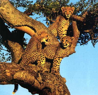 The Portuguese Water Blog: What Do You Think?