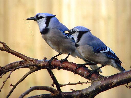 The Portuguese Water Blog: What Do You Think?