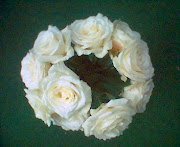 store hvite roser