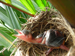 hatchlings bubul eggs bird slightly opened eyes
