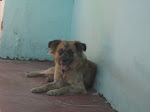 NOSSOS CÃES - MUTLEY