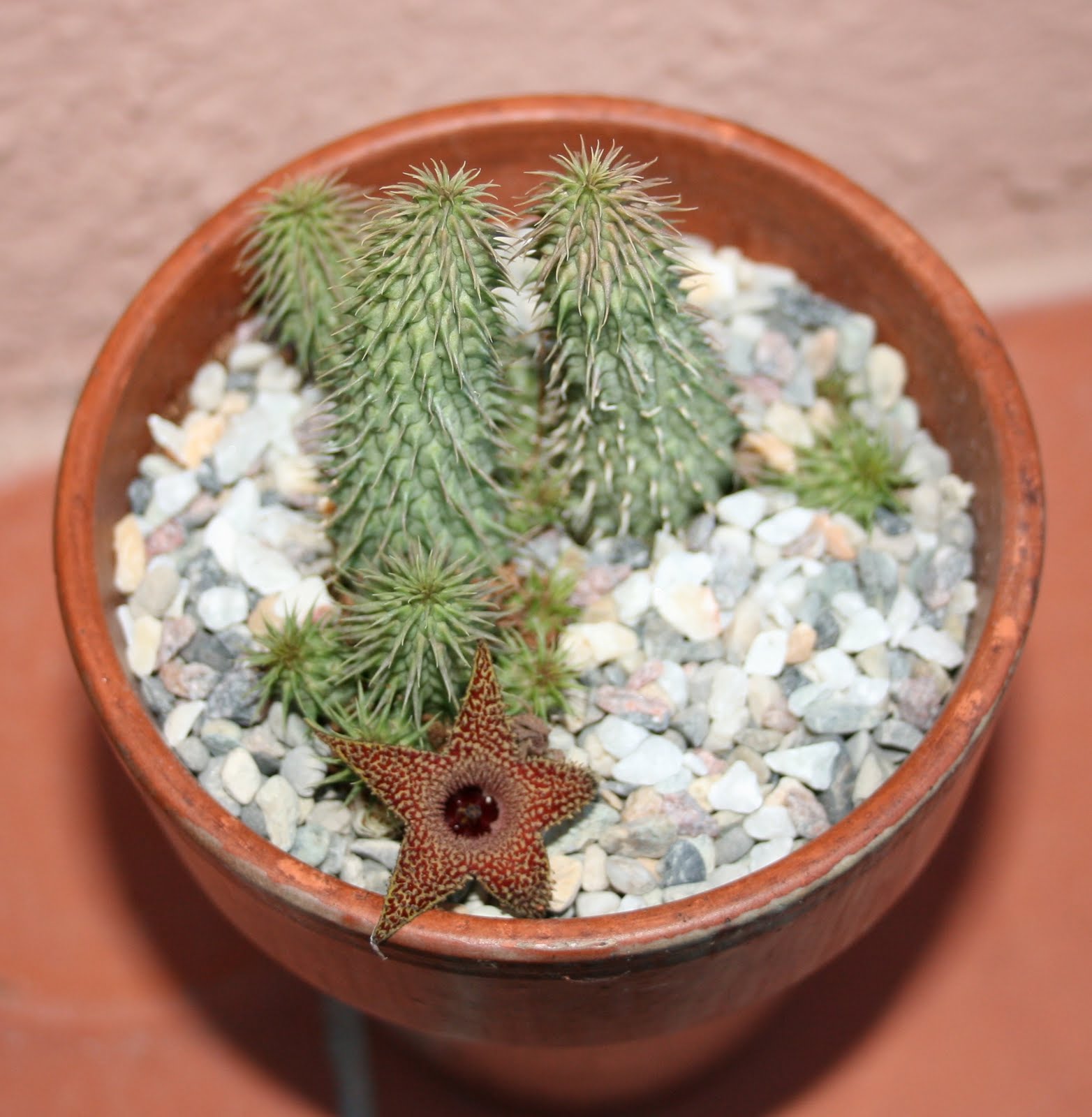 Huernia Pillansii | | Vendita Online Di Piante - Foto 2