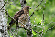 Broad-winged Hawk