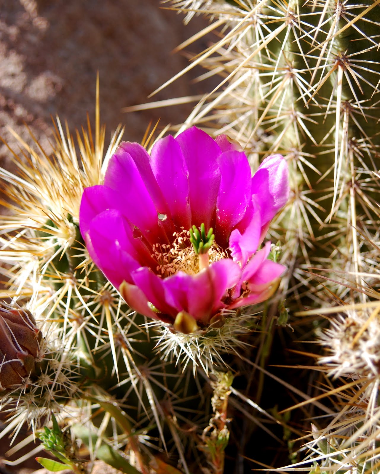 Cactus PhotoGraphics Cactus Flowers A Cascade of Purple