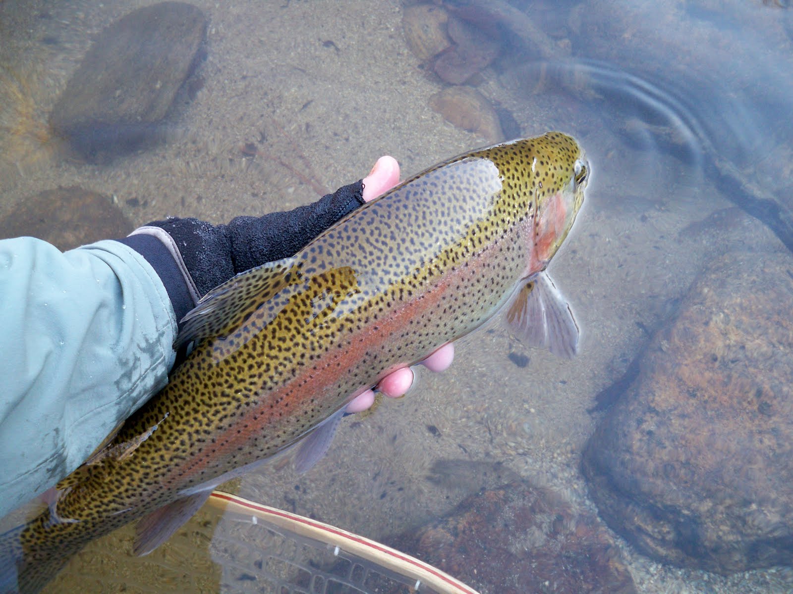 "Seven Bridges Road" Mortimer, NC