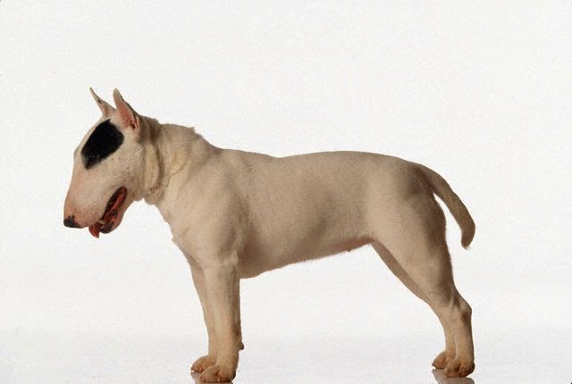 i found a puppy on the street