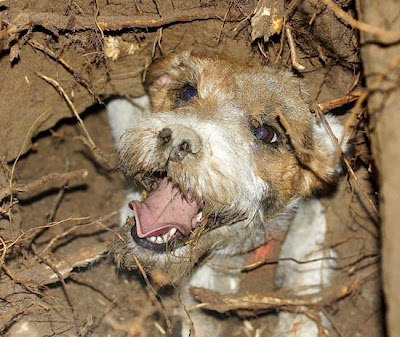 Terrierman's Daily Dose: Terrier Work in Norway