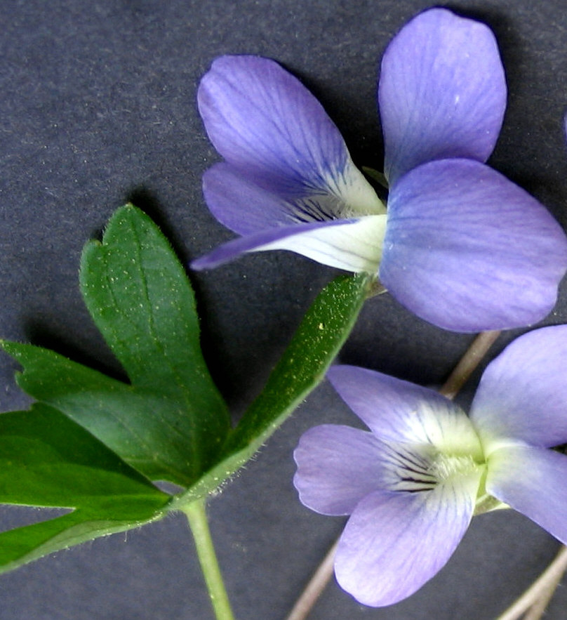 violet necktie