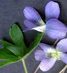 violet violets flower meaning legend piece treasure european venus