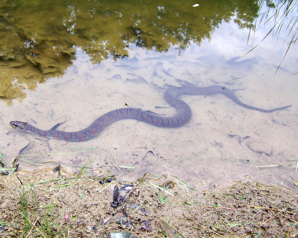 Большие змеи в воде. Гадюка водоплавающая. Змея в воде. Змея в речке. Пресноводные змеи.