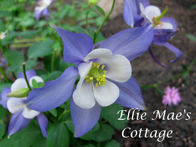 Ellie Mae's Cottage