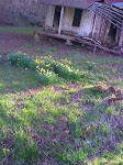 Daffodils in bloom