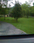 Deer in a yard