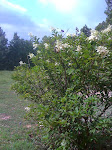 Blooming Bush
