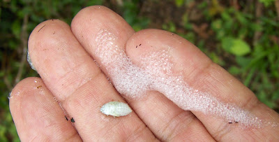 spittleBug6.jpg