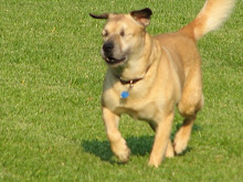Butch:  Blind Dog Running