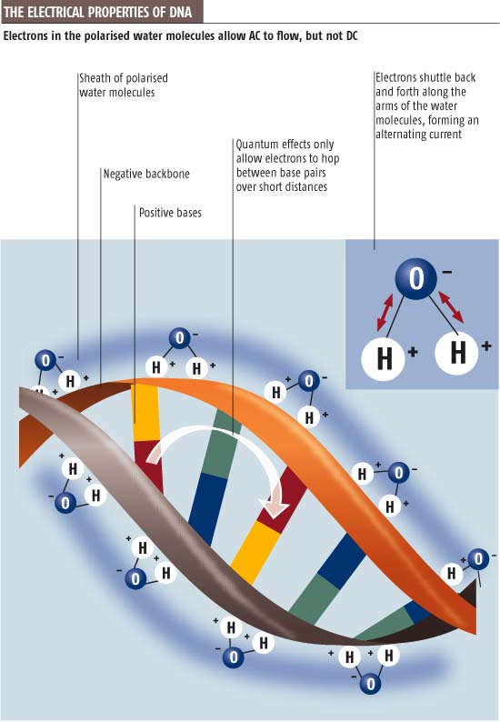 Molecular DNA, RNA, & Protein PROPERTIES OF DNA