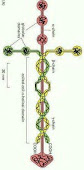 Laminin Molecule