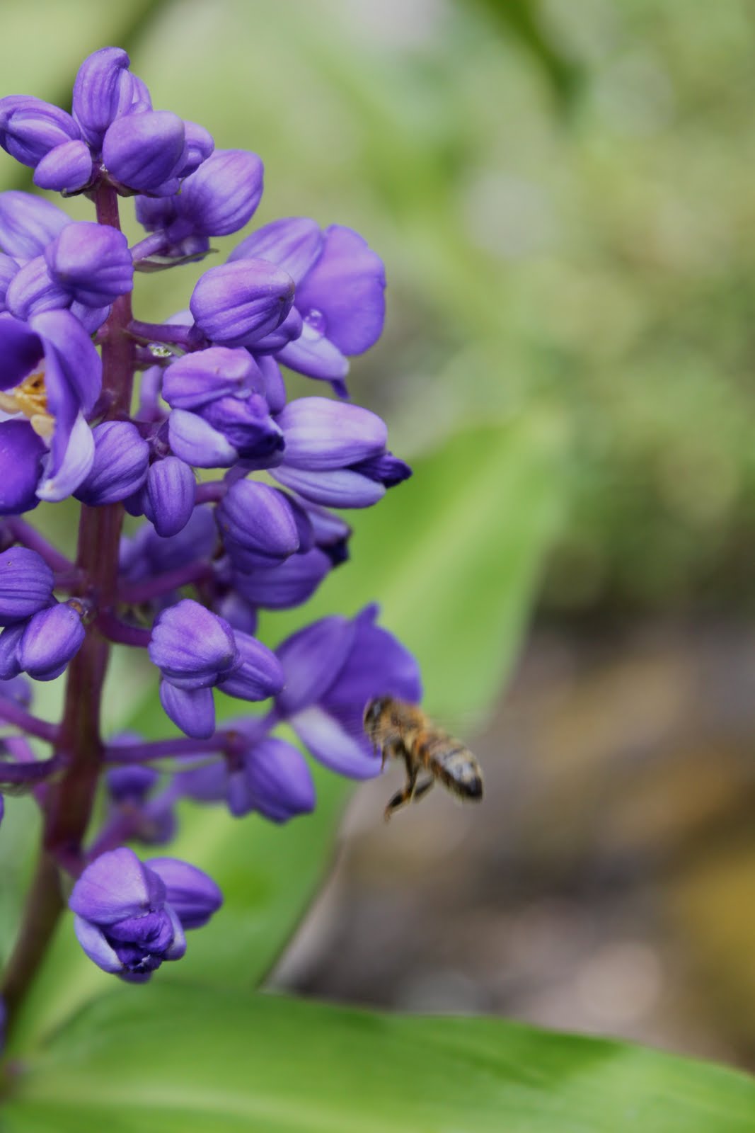 Dogs shamrock Shine by SHO: Flora and Fauna Hawaii 2010