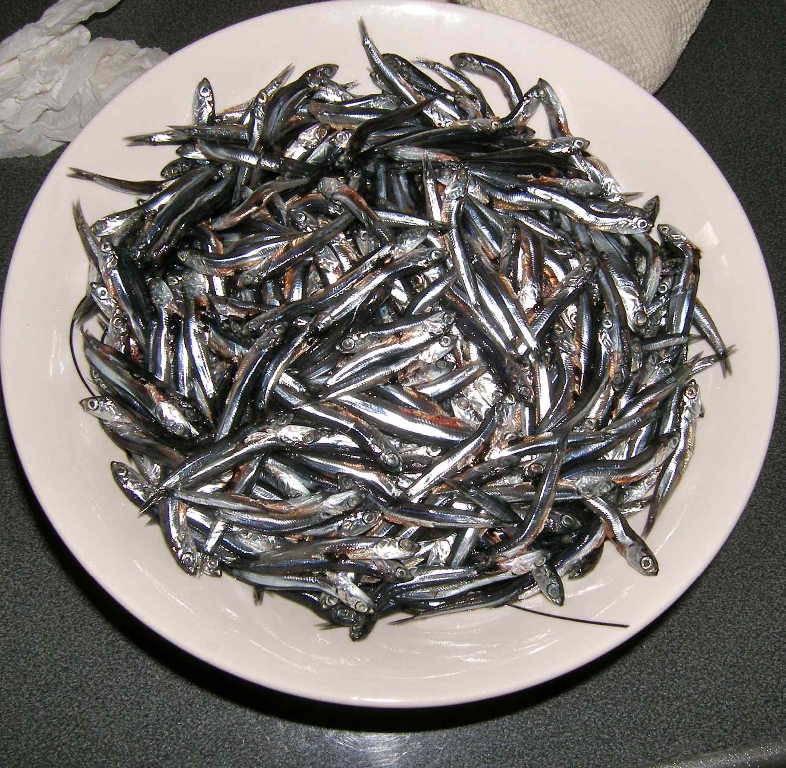 montalto living anchovis