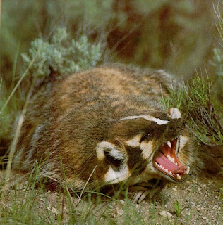 what does badger mean sexually