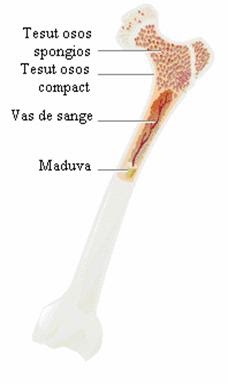 osul tesutului conjunctiv si cartilajul durata tratamentului cu artroză