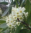 Flor del árbol canelo