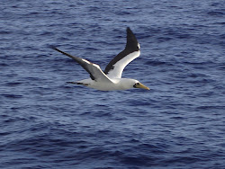 ocean flying birds bird arie morning travel travels brazil wide