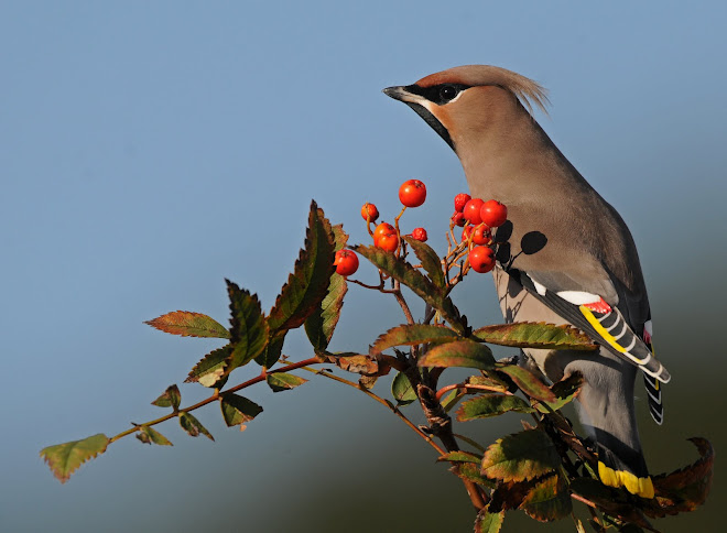 Waxwing