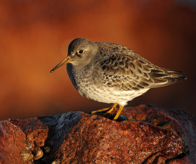 Purple Sandpiper