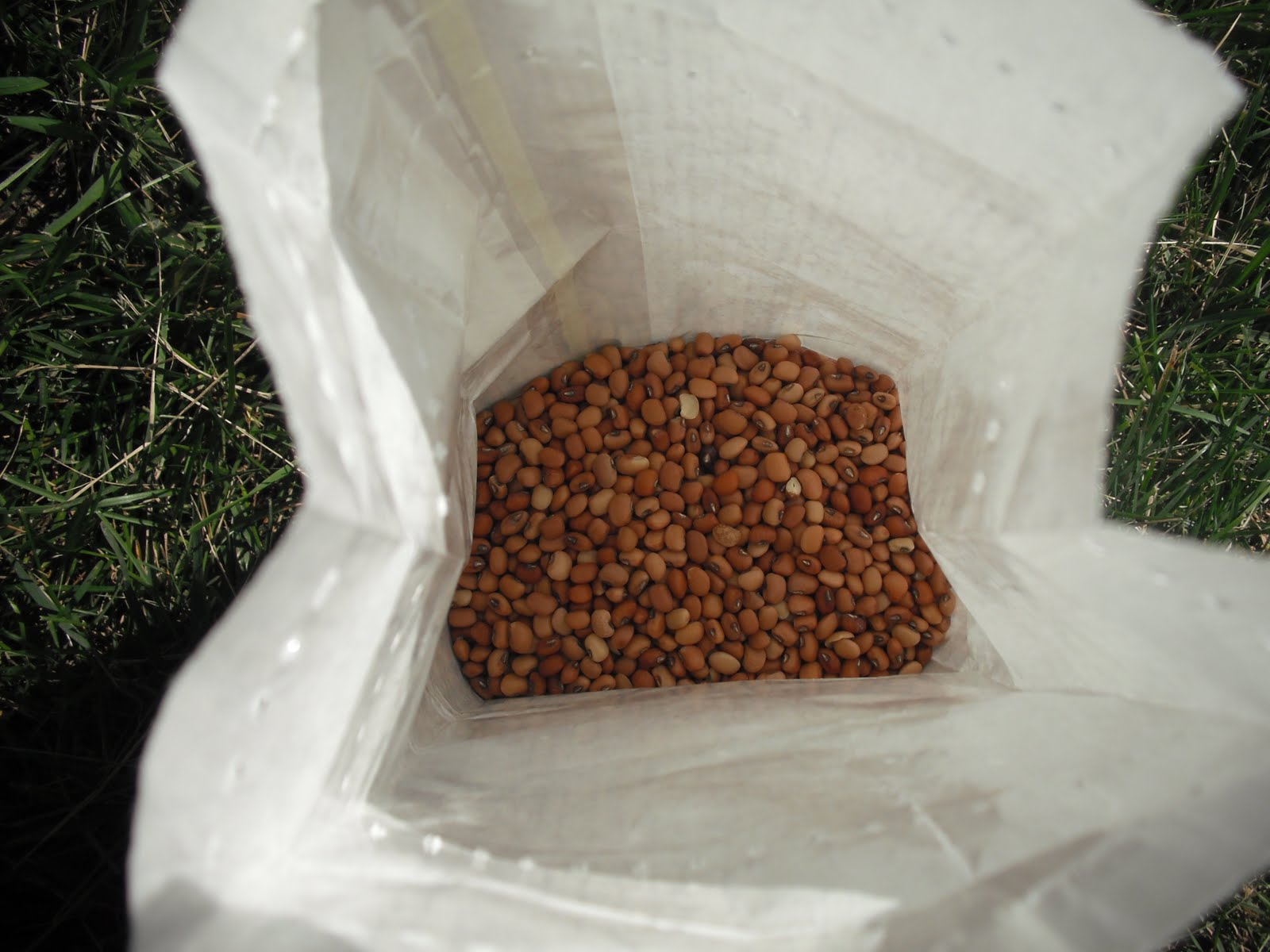 The Perennial Agriculturalist Vigna unguiculata