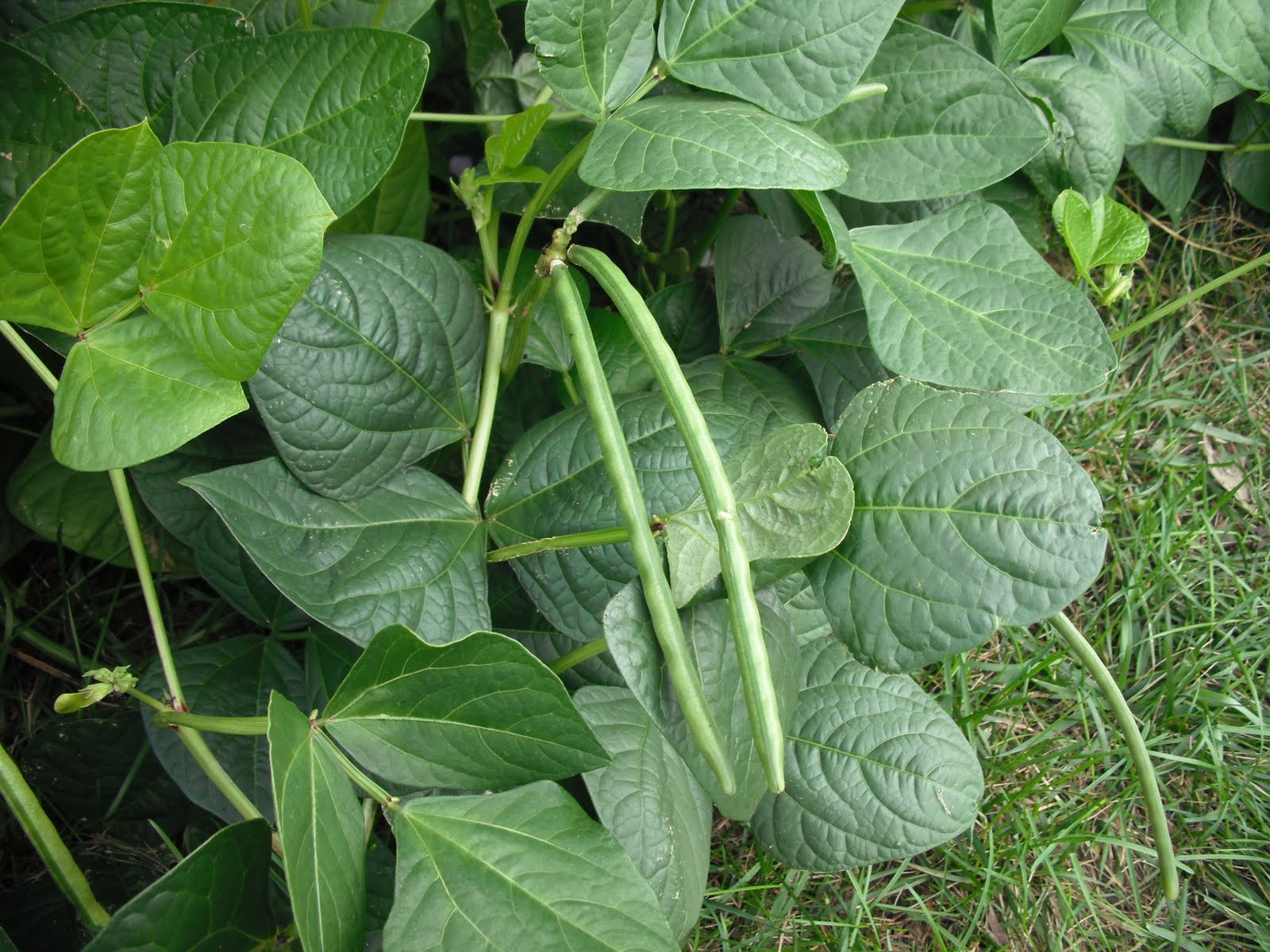 The Perennial Agriculturalist Vigna unguiculata II
